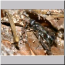 Dipogon subintermedius - Wegwespe 05a 7mm Sandgrube - beim Sammeln von Nestmaterial - Wurzel-und Spinnengewebe.jpg